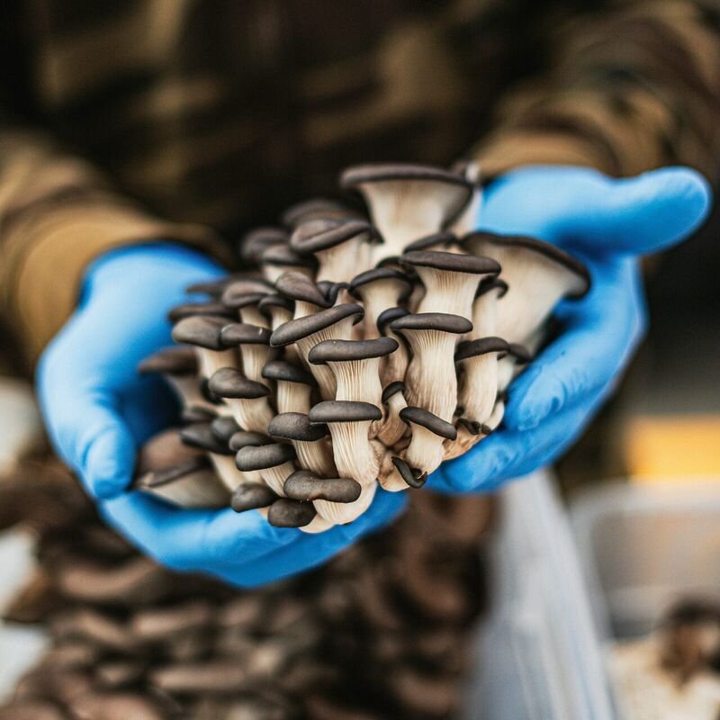 Hand-sorted fresh organic mushrooms