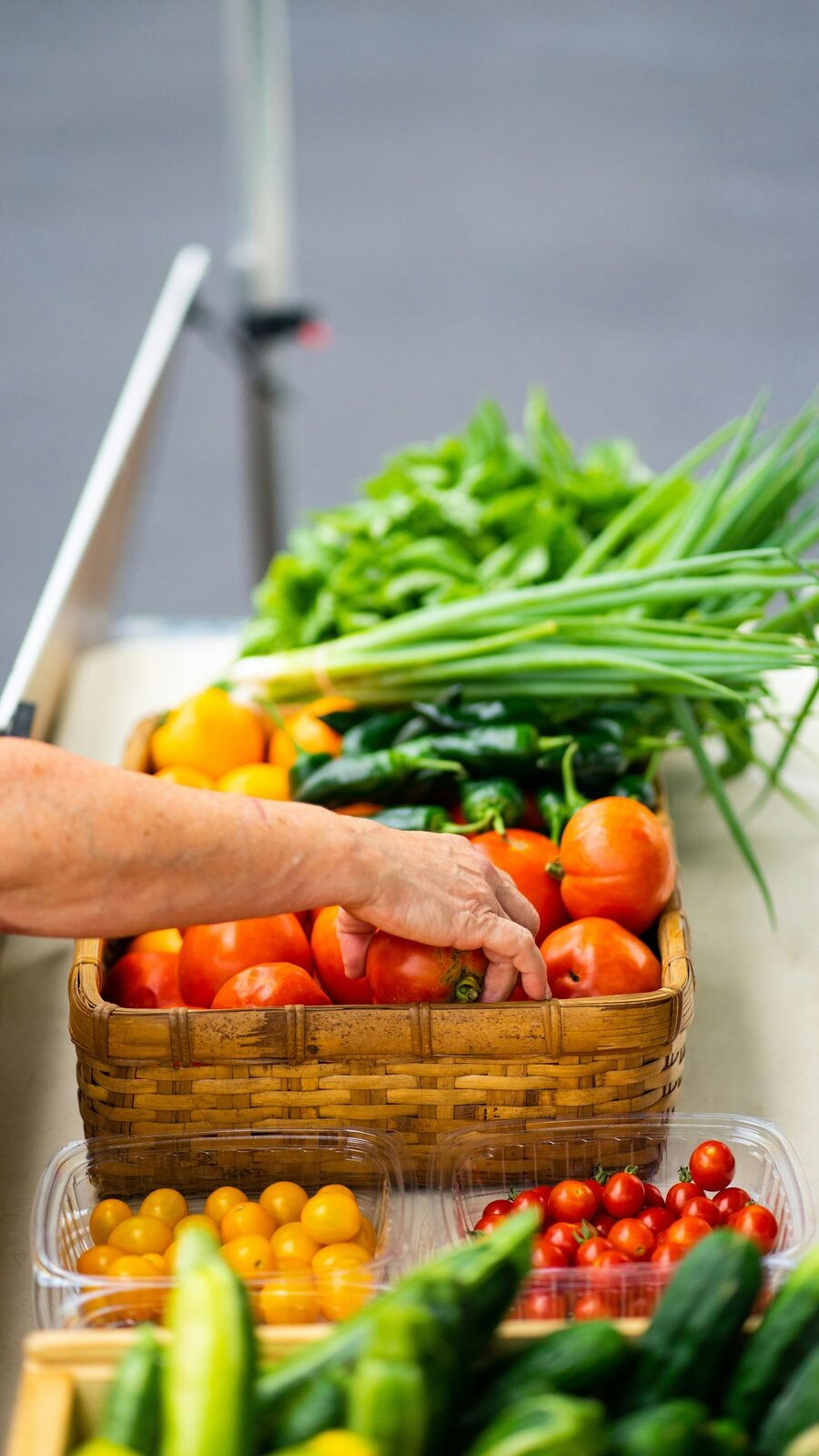 Hand picking vine ripe tomatoes at peak ripeness