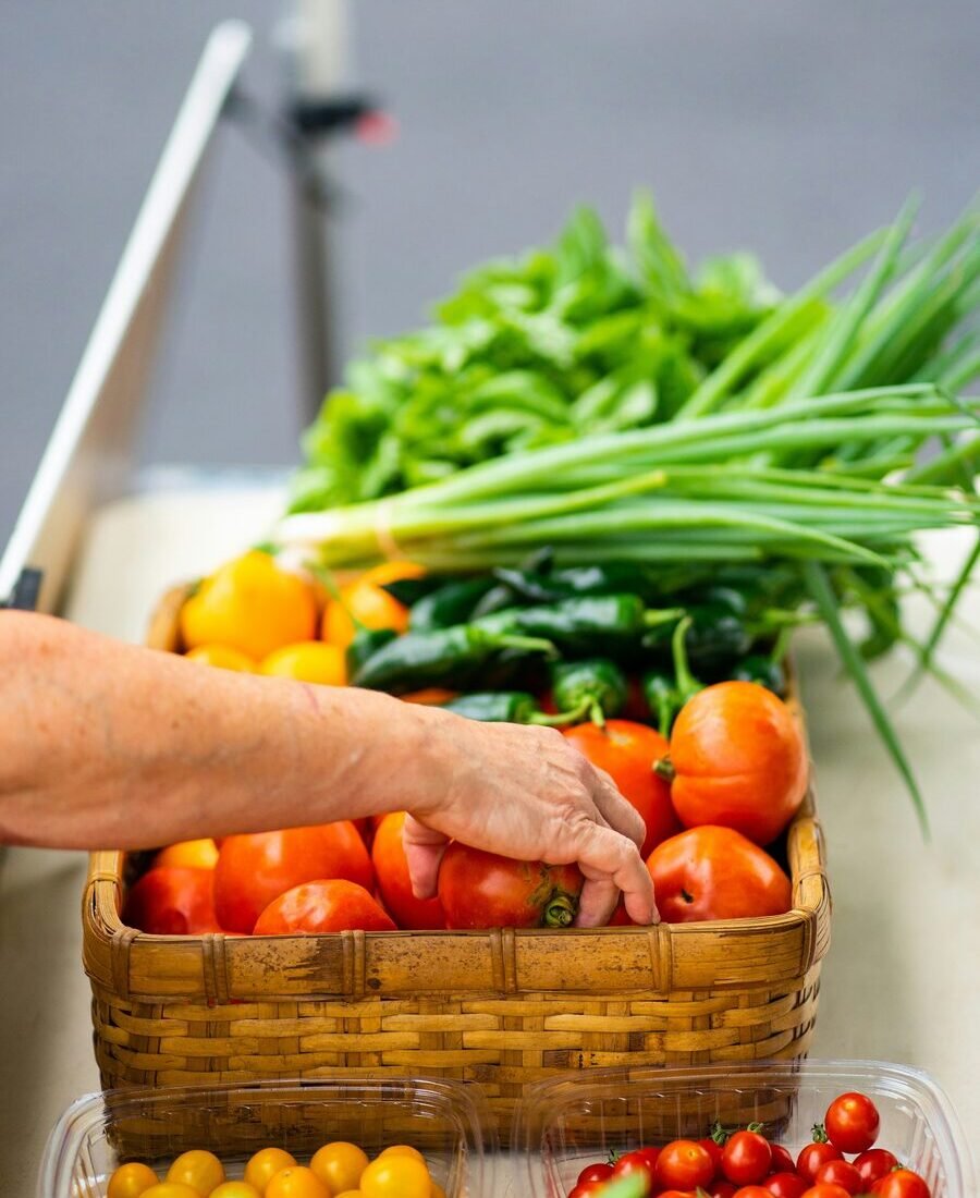 Farmer hand-picking vine-ripe tomatoes in morning light